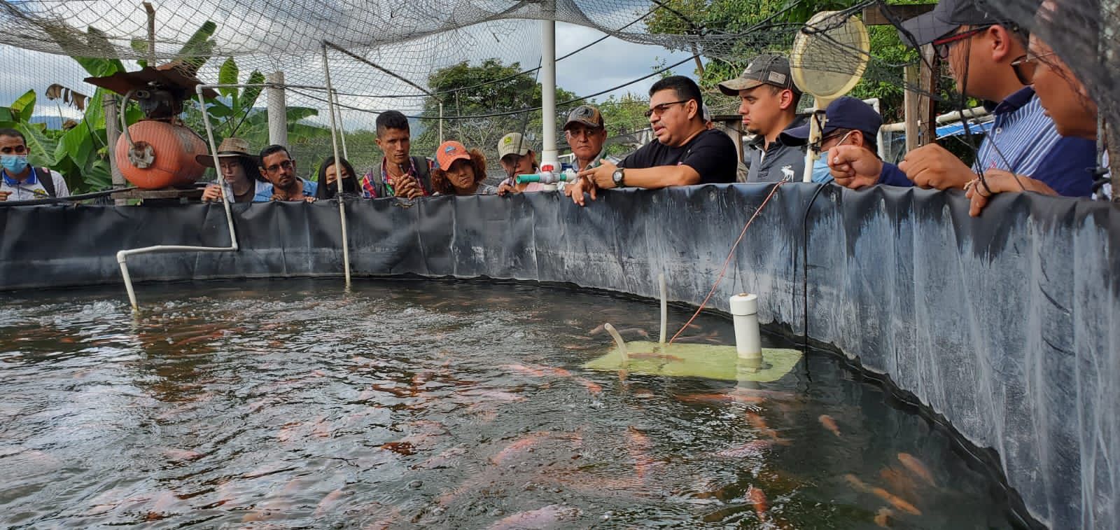 SAG promueve la cría de tilapia